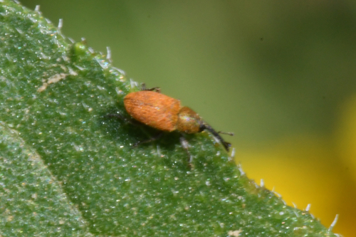 Red Sunflower Seed Weevil photo 4