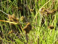 Carex unilateralis