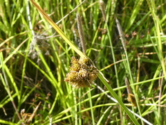 Carex unilateralis