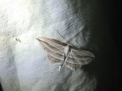 Arcobara multilineata