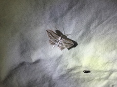 Arcobara multilineata