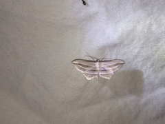 Arcobara multilineata