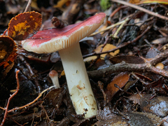 Russula nothofaginea