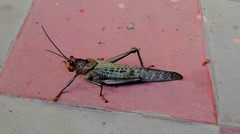 Tropidacris cristata