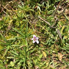 Lobelia oligophylla