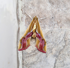 Agathodes ostentalis