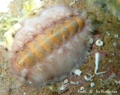 Acanthochitona fascicularis