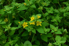 Lysimachia congestiflora