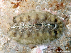 Acanthochitona fascicularis