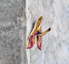 Agathodes ostentalis