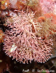 Amphiroa rigida