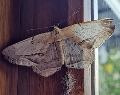 Chorodna metaphaearia