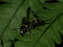 Parancistrocerus hongkongensis