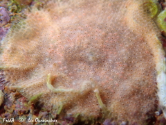 Schizomavella linearis