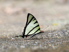 Graphium agetes