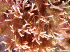 Tricleocarpa fragilis