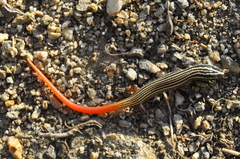 Vanzosaura multiscutata
