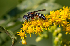 Philanthus ventilabris