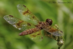 Perithemis tenera