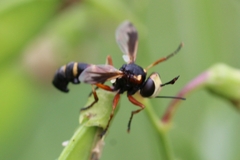 Physocephala vittata