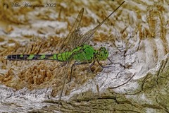 Erythemis simplicicollis