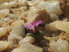 Diplosoma luckhoffii