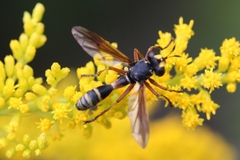 Physocephala vittata