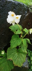 Begonia trichocarpa