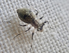 Mesopsocus fuscifrons