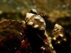 Pagurus granosimanus