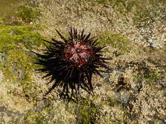 Echinometra vanbrunti