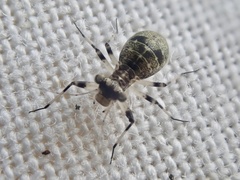 Mesopsocus fuscifrons
