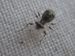 Mesopsocus fuscifrons