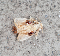 Chalcoscelides castaneipars