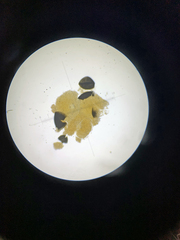 Pilobolus