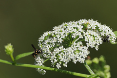 Parancistrocerus pedestris