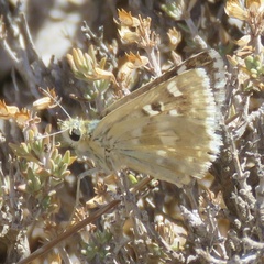 Muschampia
