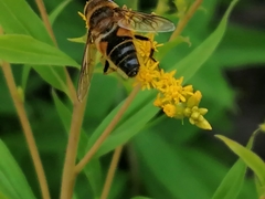 Eristalis pertinax