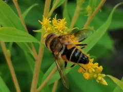 Eristalis pertinax
