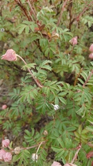 Farinopsis salesoviana