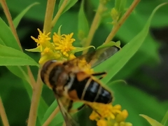 Eristalis pertinax