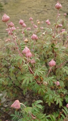 Farinopsis salesoviana