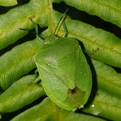 Chinavia pensylvanica
