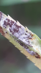 Puccinia ptarmicae