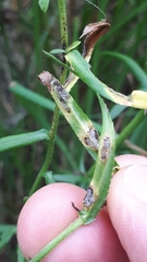 Puccinia ptarmicae