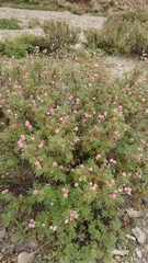 Farinopsis salesoviana