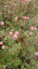 Farinopsis salesoviana