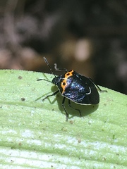 Cosmopepla conspicillaris