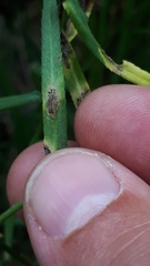 Puccinia ptarmicae
