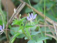 Cleome rutidosperma
